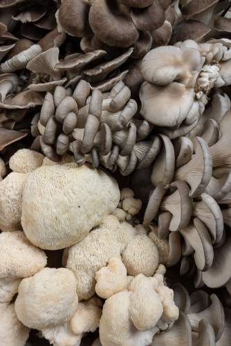 Champignons de la carrière du Château Angelus