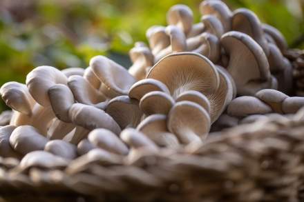 Nos engagements · Cuisine responsable et de proximité · Le Gabriel